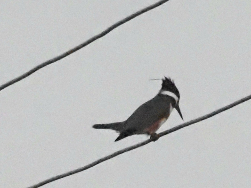 Belted Kingfisher - Jonine Dewitte