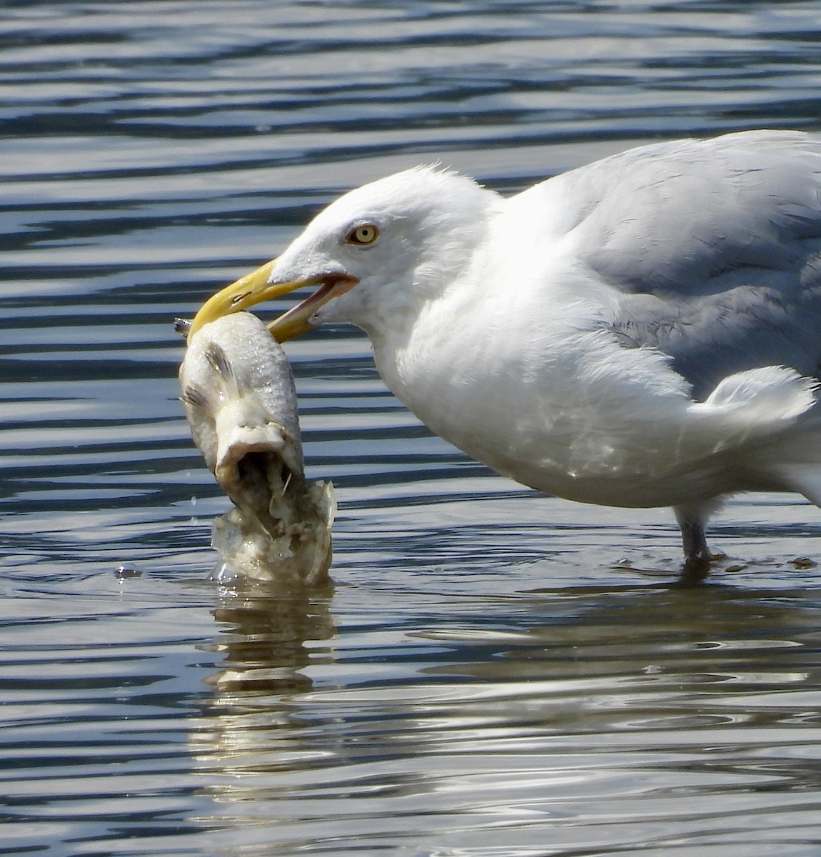 Herring Gull - ML622112416