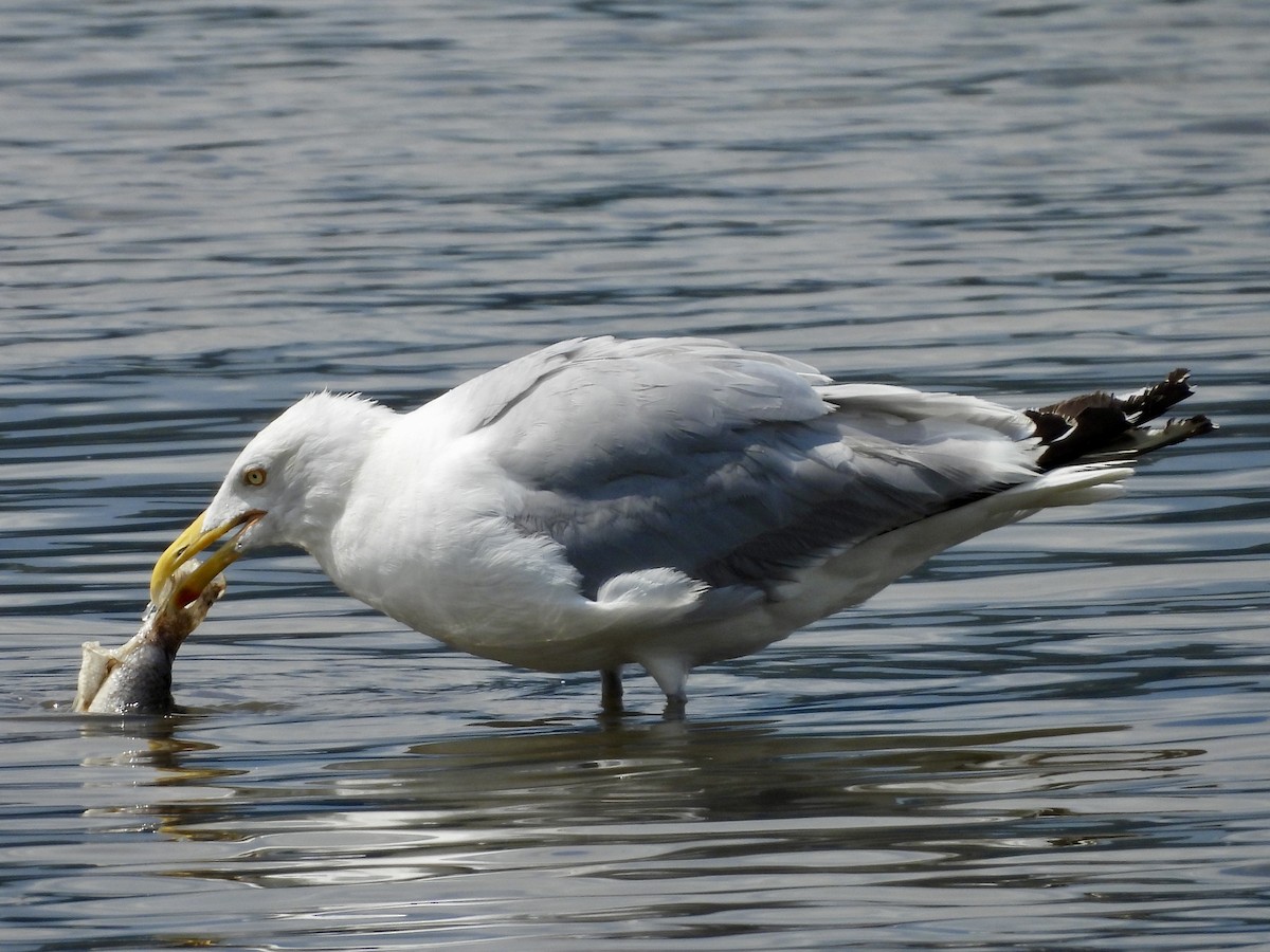 Herring Gull - ML622112417