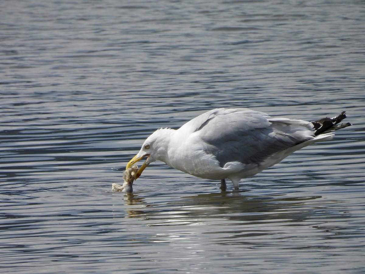 Herring Gull - ML622112418