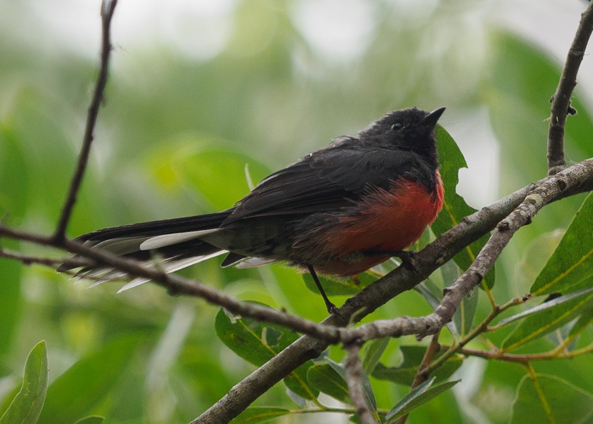 Slate-throated Redstart - ML622112422