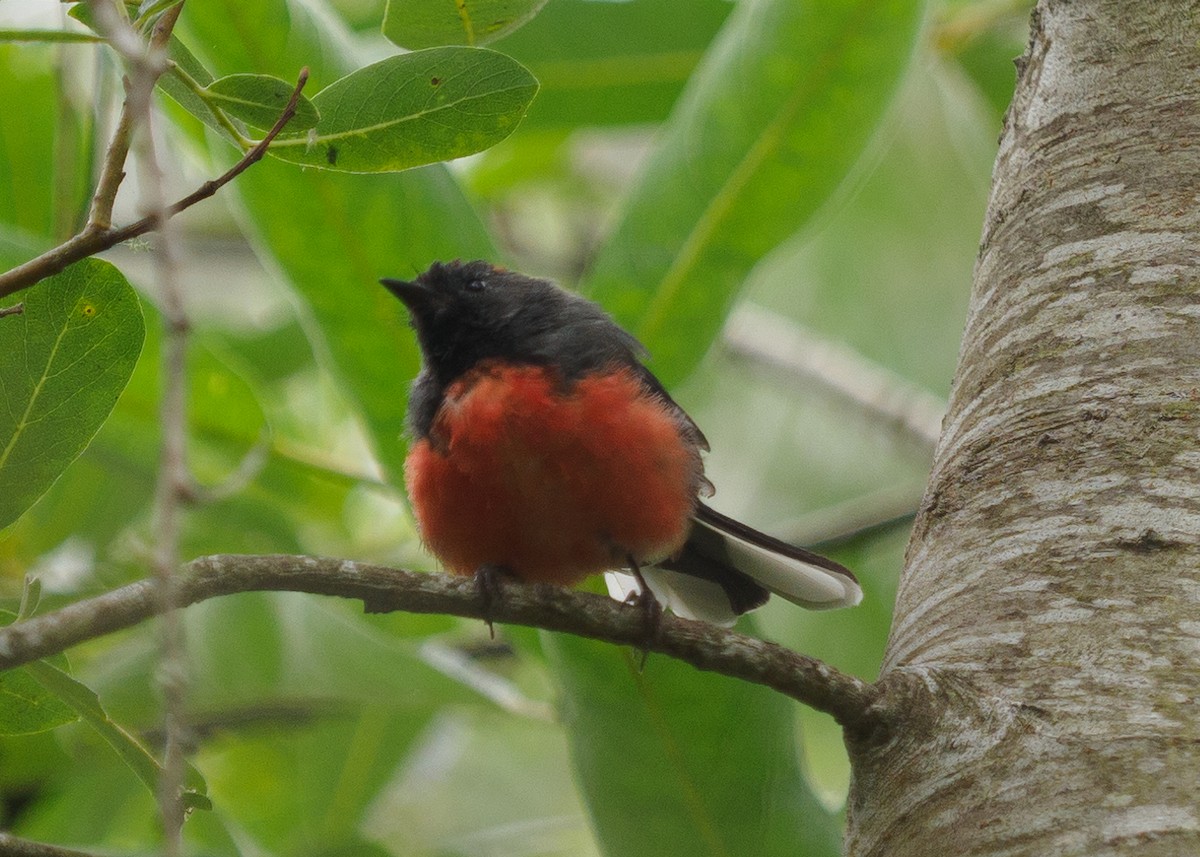 Slate-throated Redstart - ML622112423