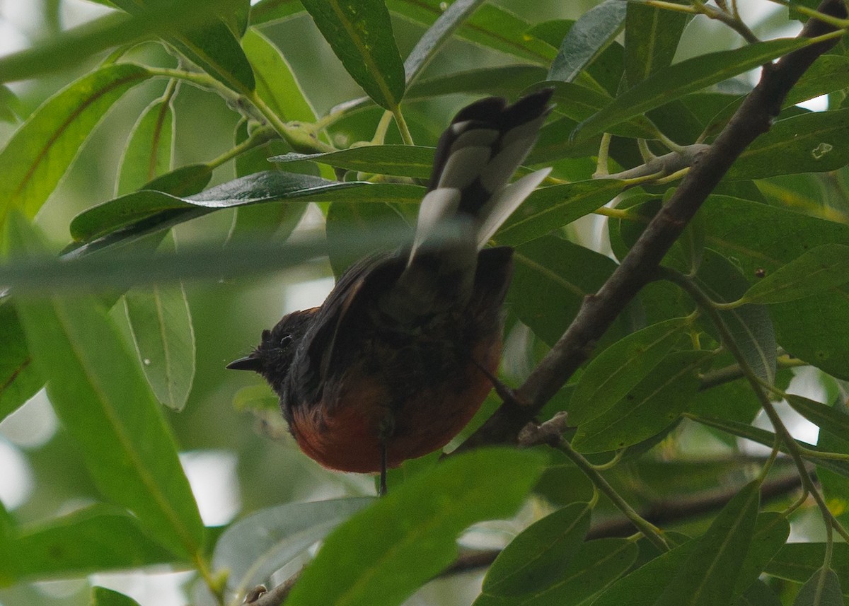 Slate-throated Redstart - ML622112424