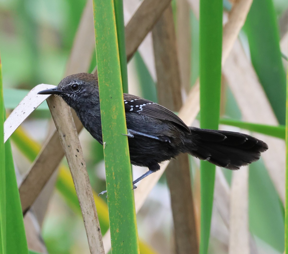 ハシナガアリサザイ（acutirostris） - ML622112431