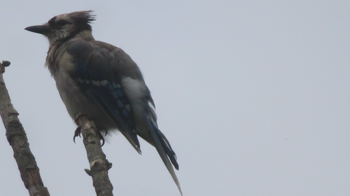 Blue Jay - Gregory Allen