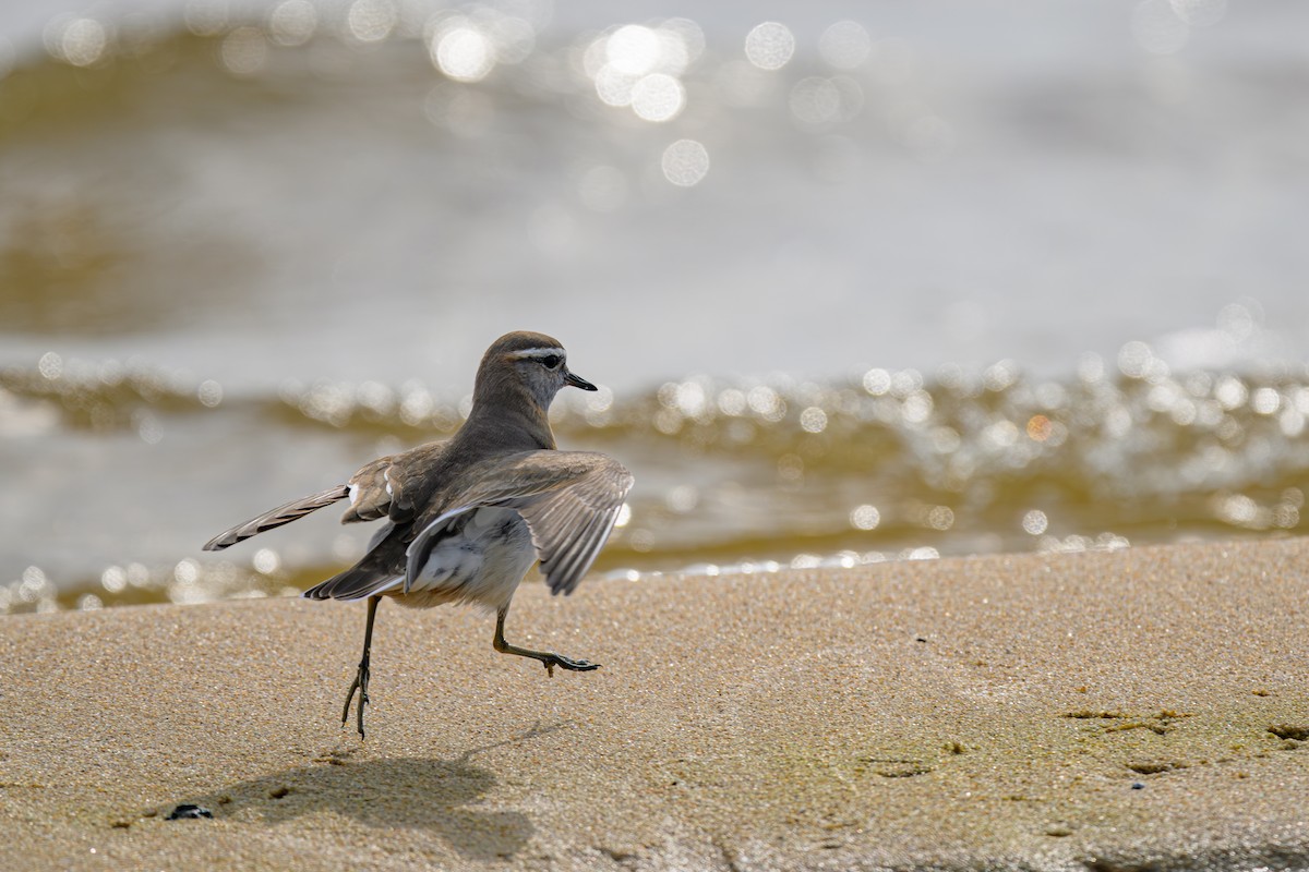 Rufous-chested Dotterel - ML622112451