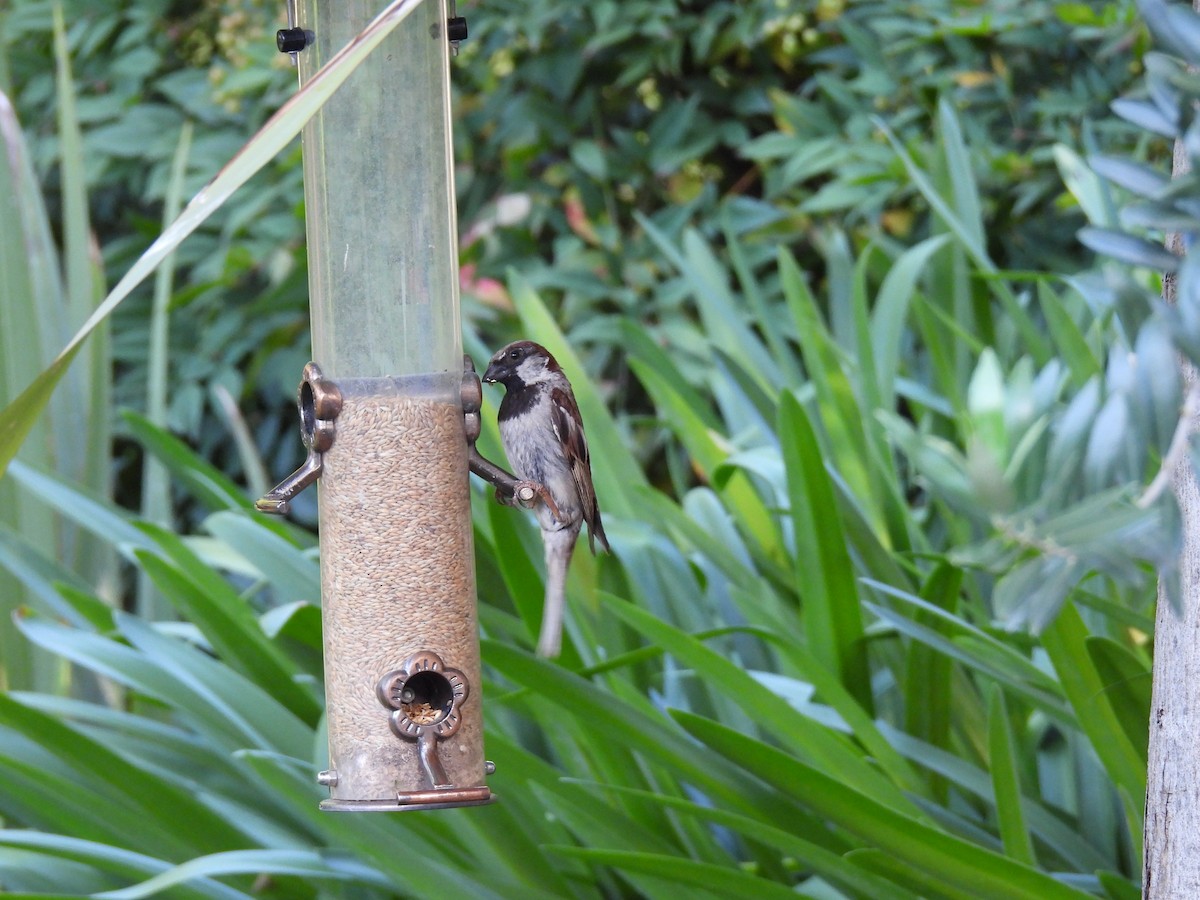 Moineau domestique - ML622112452