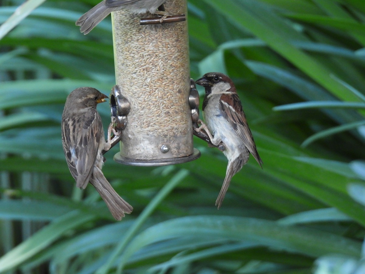 House Sparrow - ML622112453