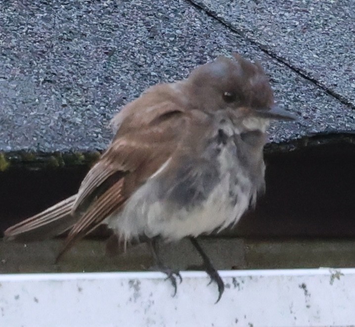 Eastern Phoebe - ML622112467