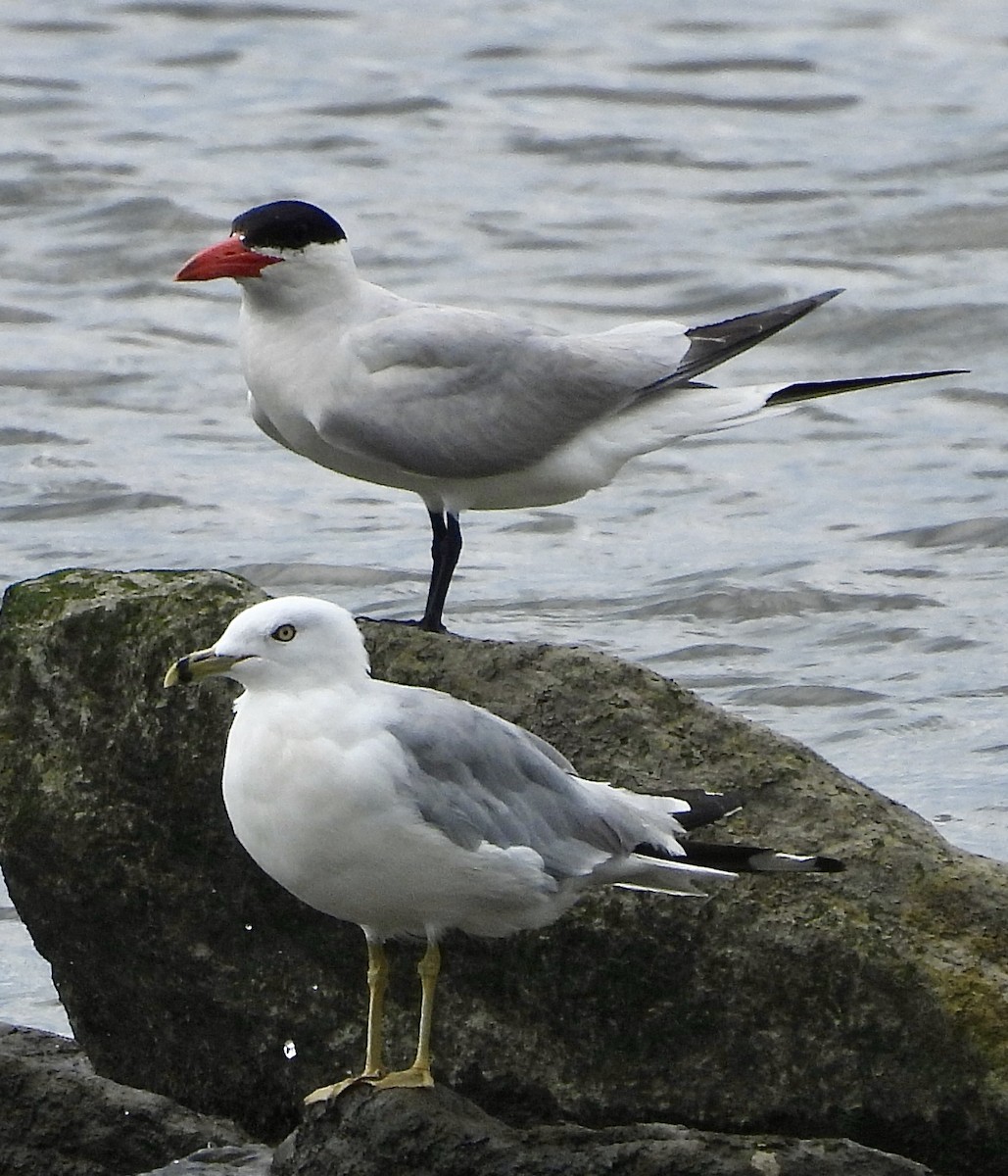 Ring-billed Gull - ML622112475