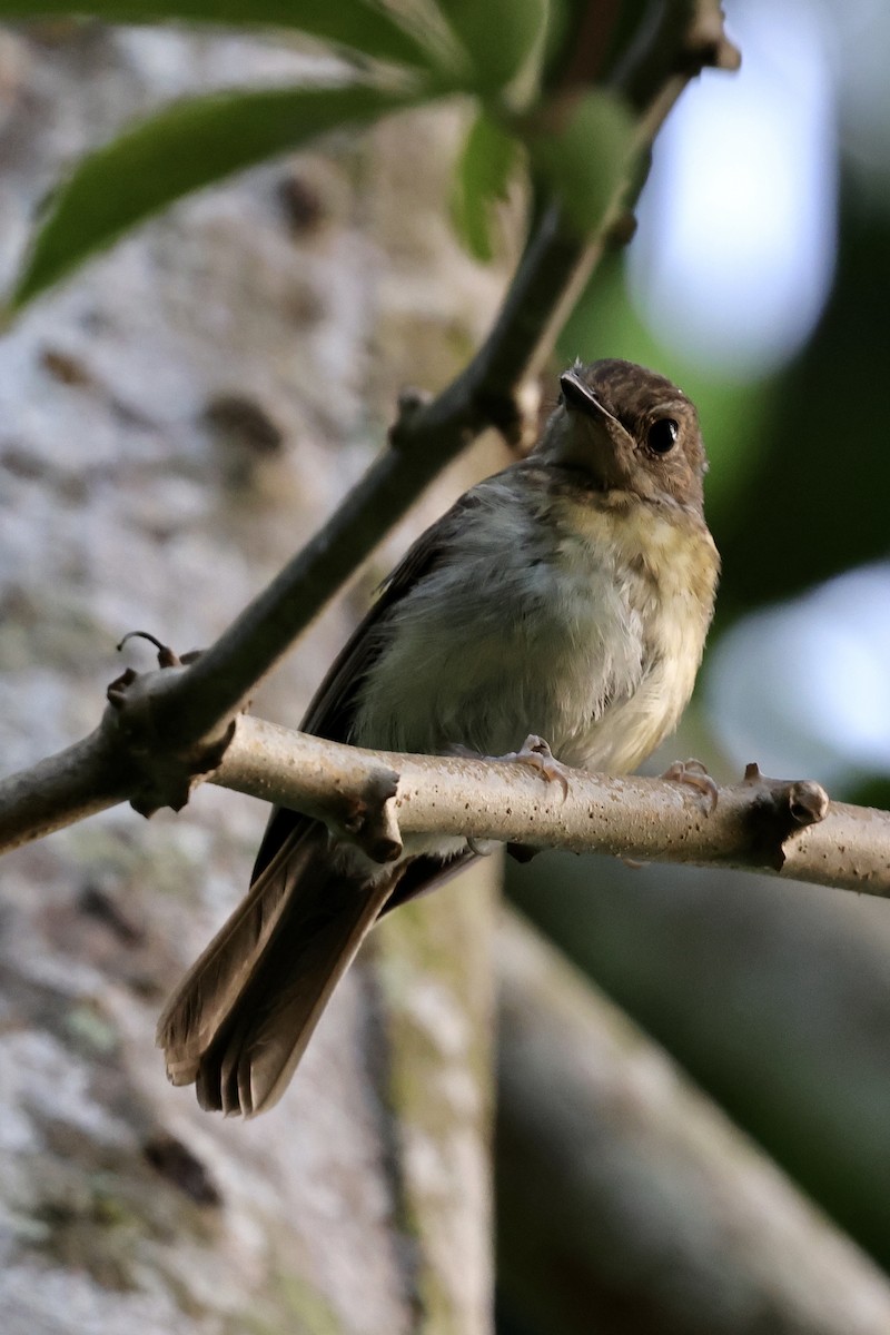 Fulvous-chested Jungle Flycatcher - ML622112499