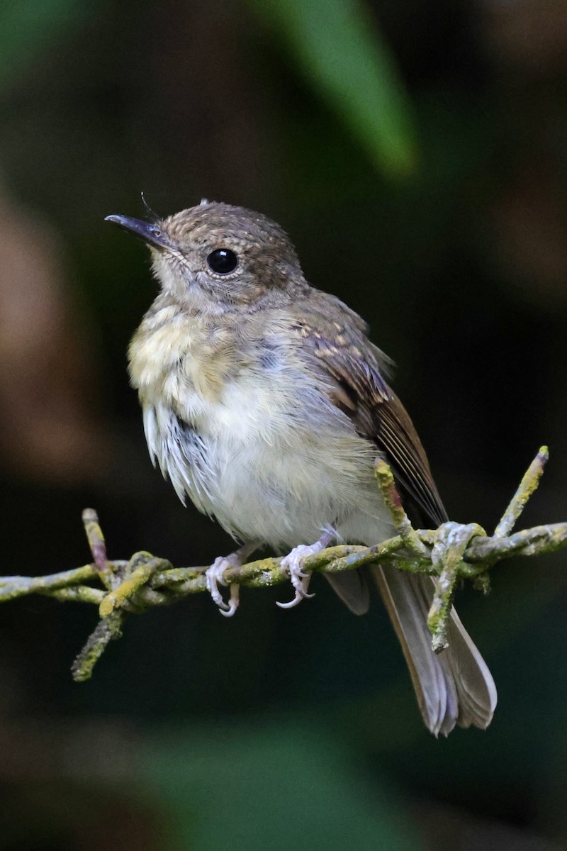 Fulvous-chested Jungle Flycatcher - ML622112500