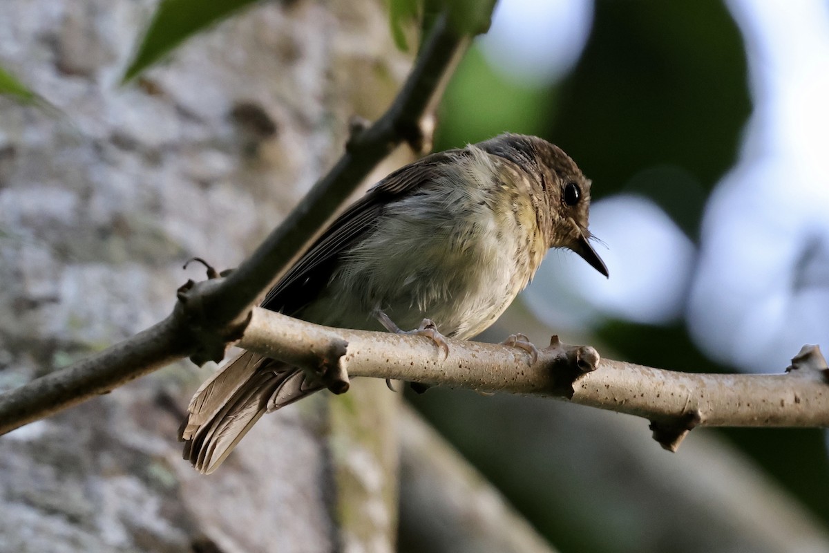 Fulvous-chested Jungle Flycatcher - ML622112501