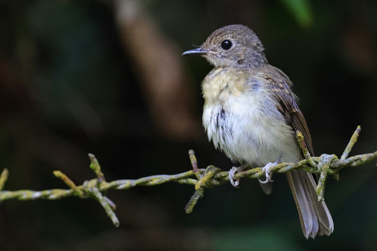 Fulvous-chested Jungle Flycatcher - ML622112502