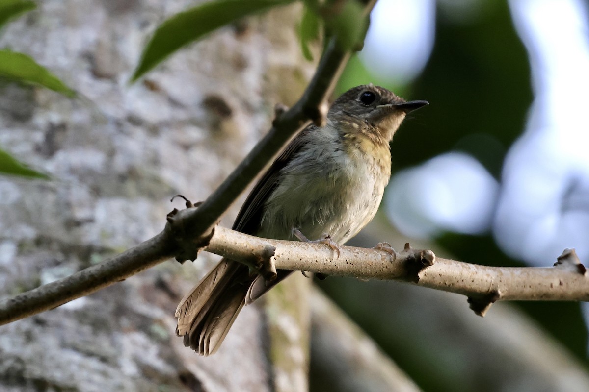 Fulvous-chested Jungle Flycatcher - ML622112503