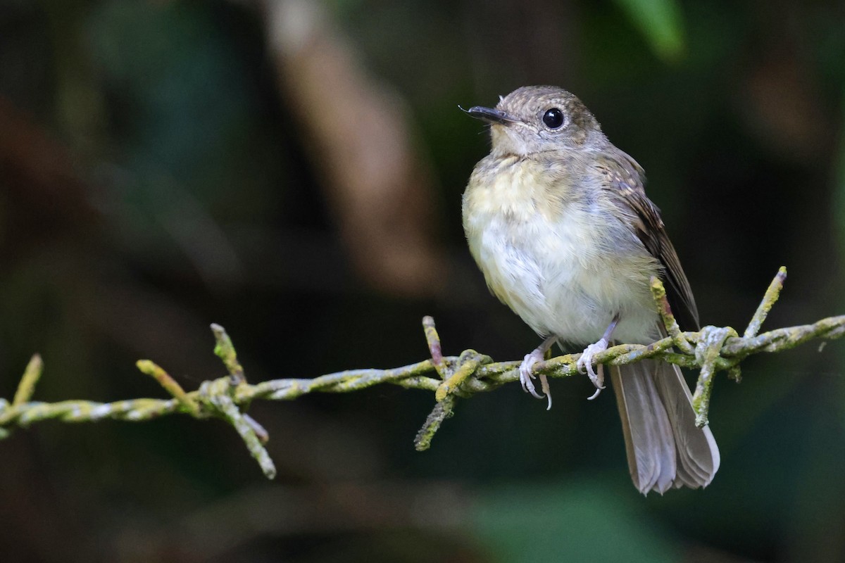 Fulvous-chested Jungle Flycatcher - ML622112504