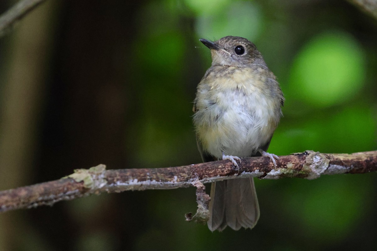 Fulvous-chested Jungle Flycatcher - ML622112505