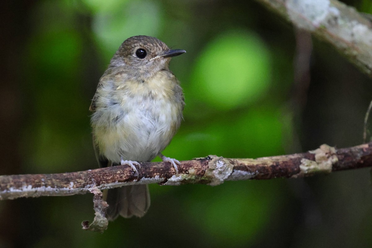 Fulvous-chested Jungle Flycatcher - ML622112506