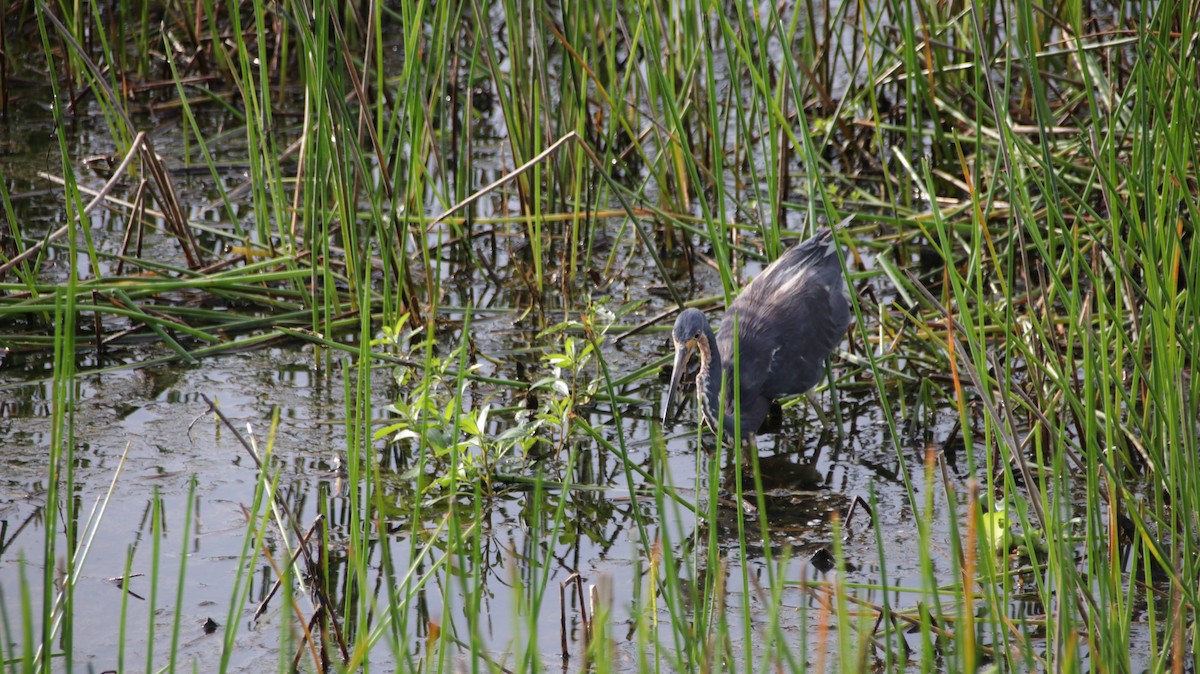 Tricolored Heron - ML622112507