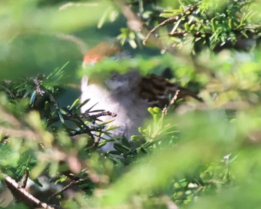 Chipping Sparrow - ML622112524