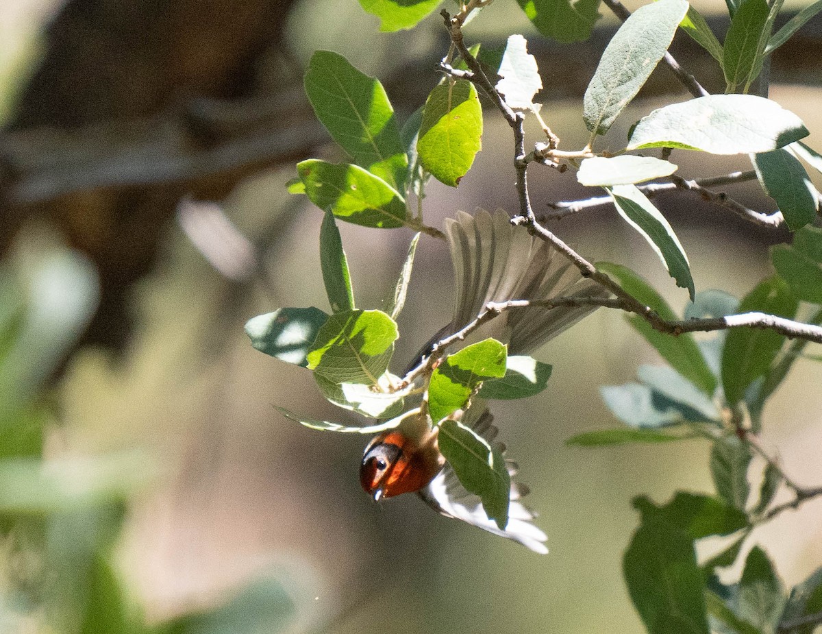 Red-faced Warbler - ML622112525