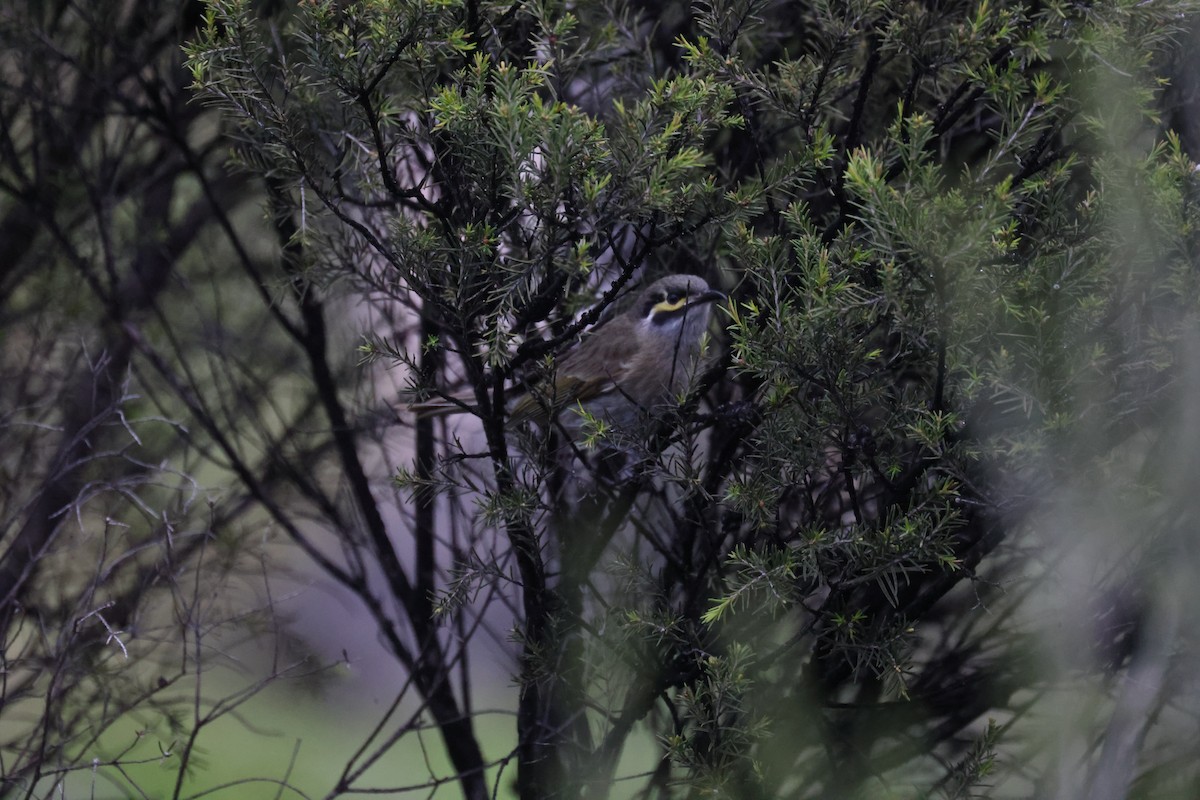 Yellow-faced Honeyeater - ML622112526