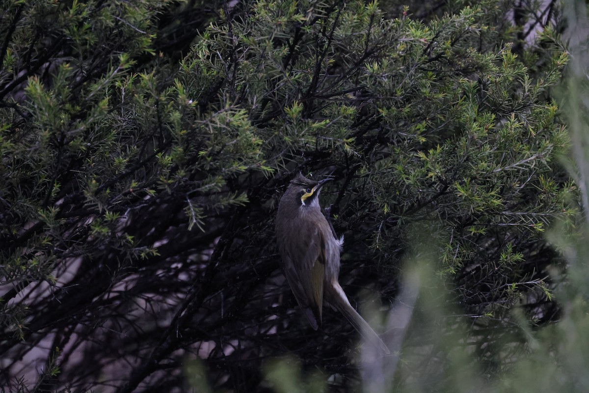 Yellow-faced Honeyeater - ML622112527