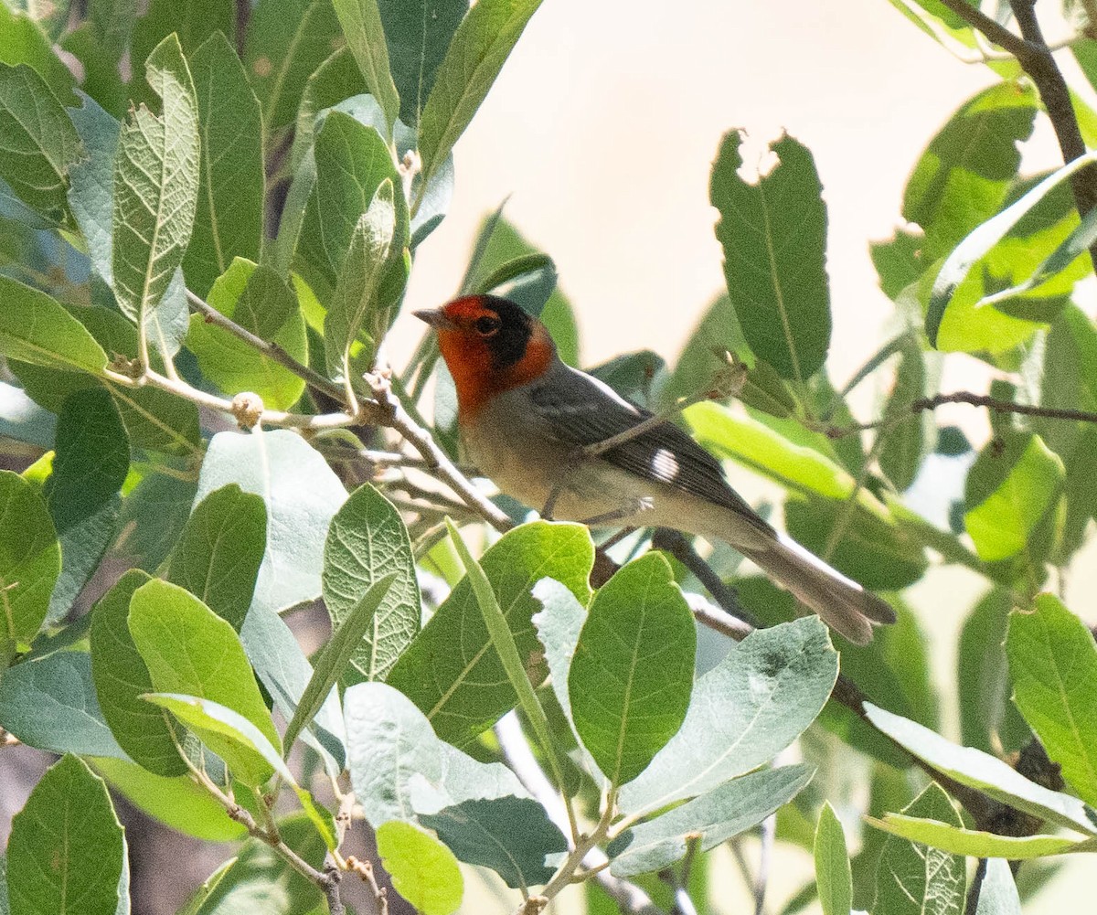 Red-faced Warbler - ML622112535