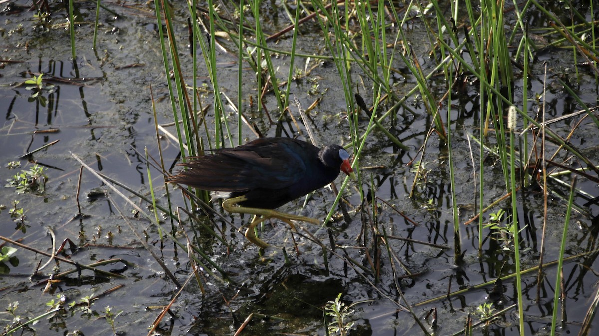 Purple Gallinule - ML622112536