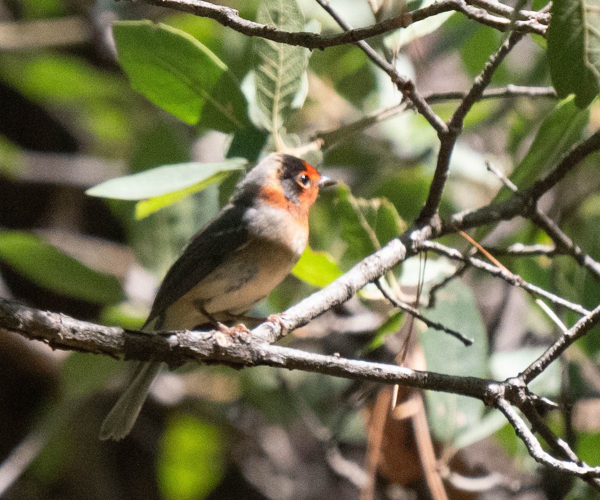 Red-faced Warbler - Bob Foehring