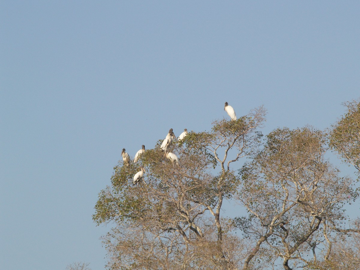 Jabiru - Jeff Hopkins