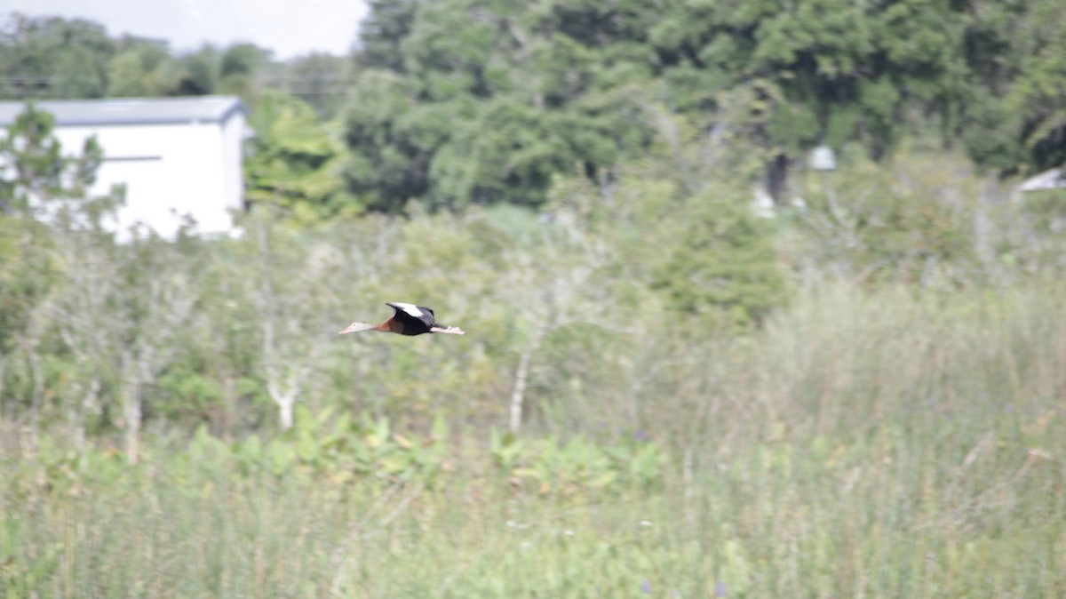 Black-bellied Whistling-Duck - ML622112540