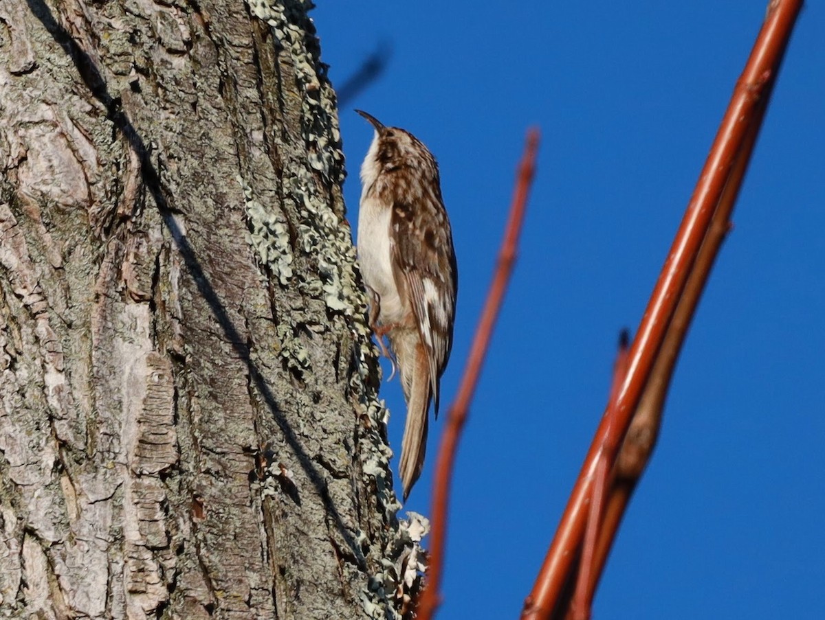 Brown Creeper - ML622112541