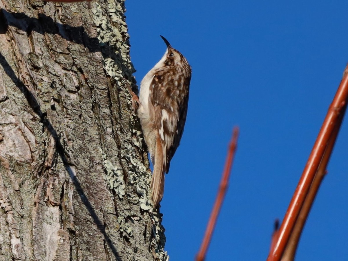 Brown Creeper - ML622112542