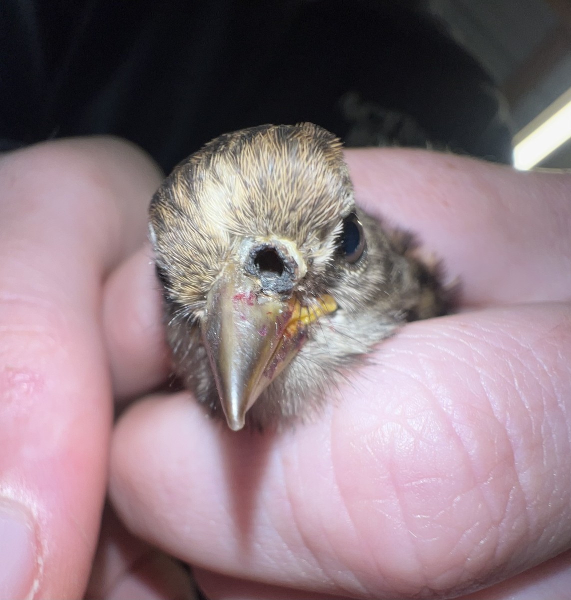 White-crowned Sparrow (pugetensis) - ML622112544