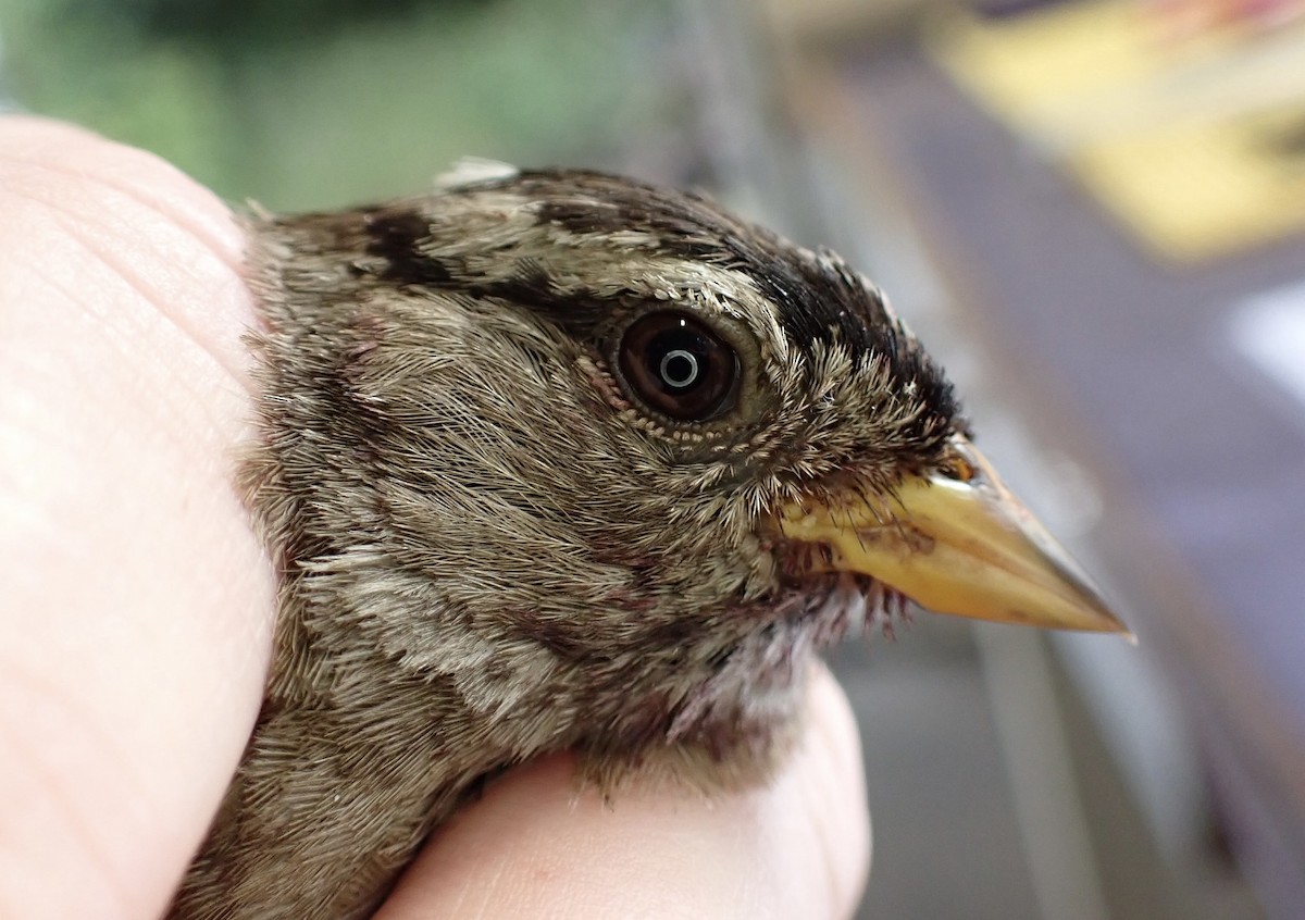 White-crowned Sparrow (pugetensis) - ML622112545