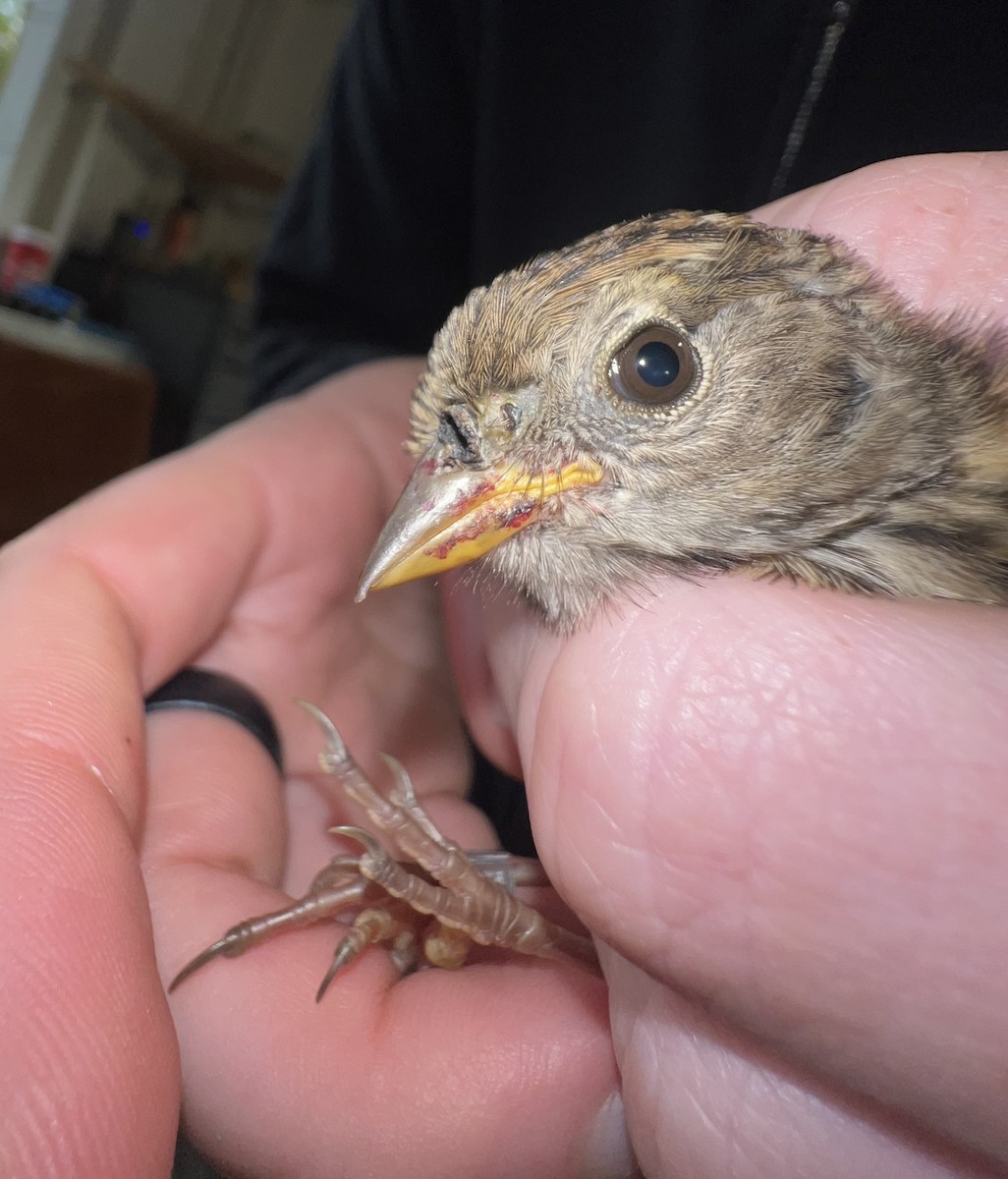 White-crowned Sparrow (pugetensis) - ML622112546