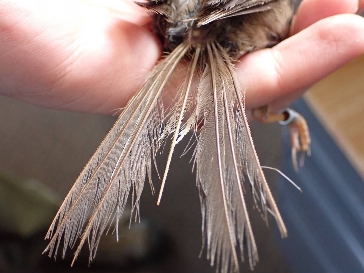 White-crowned Sparrow (pugetensis) - ML622112547