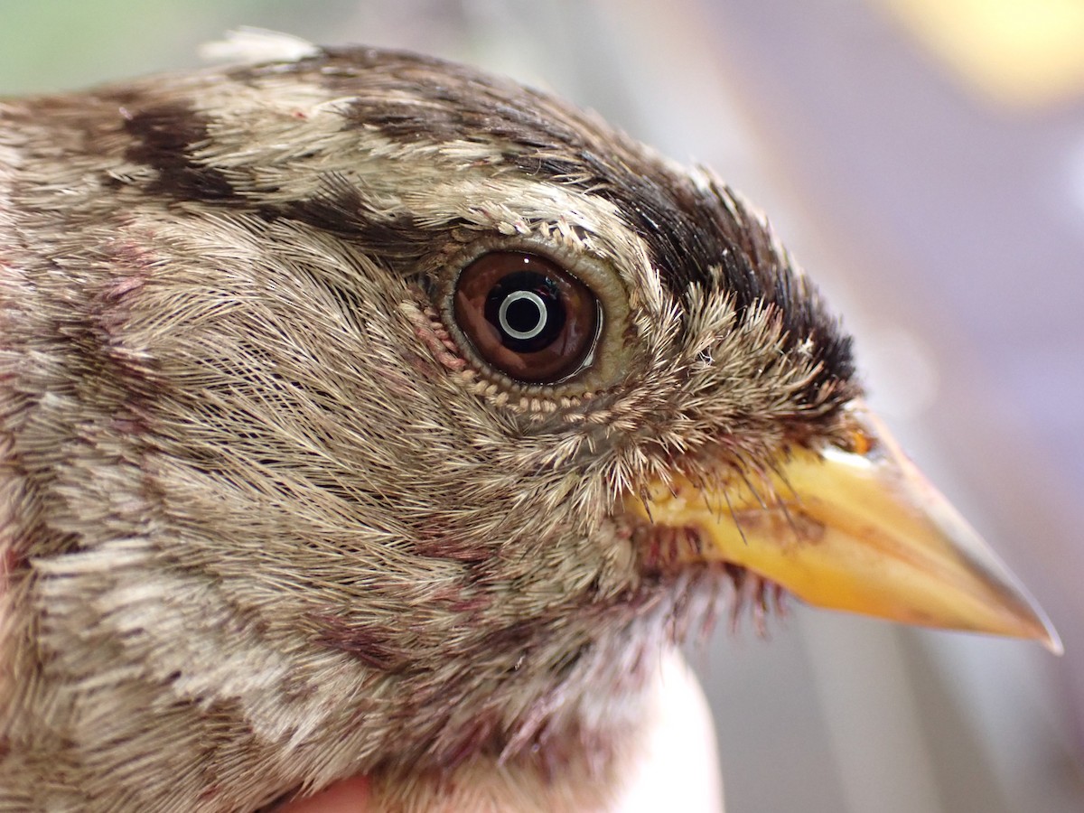 White-crowned Sparrow (pugetensis) - ML622112548