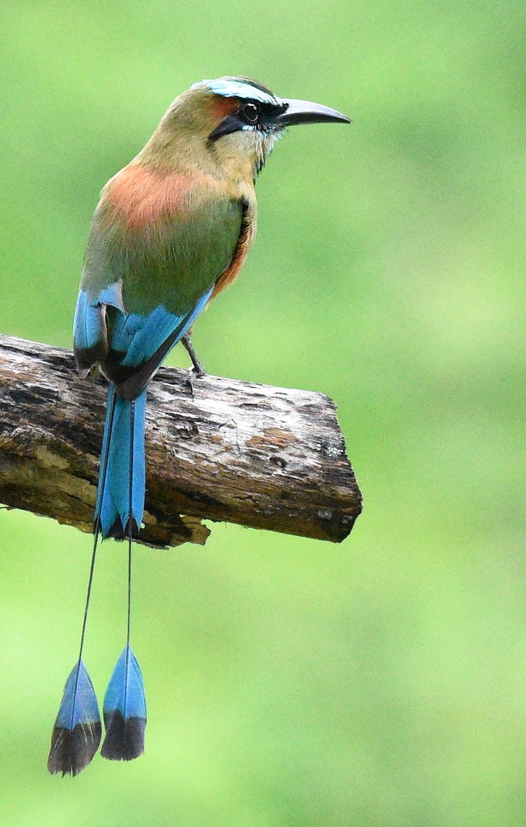 Turquoise-browed Motmot - Steven Mlodinow