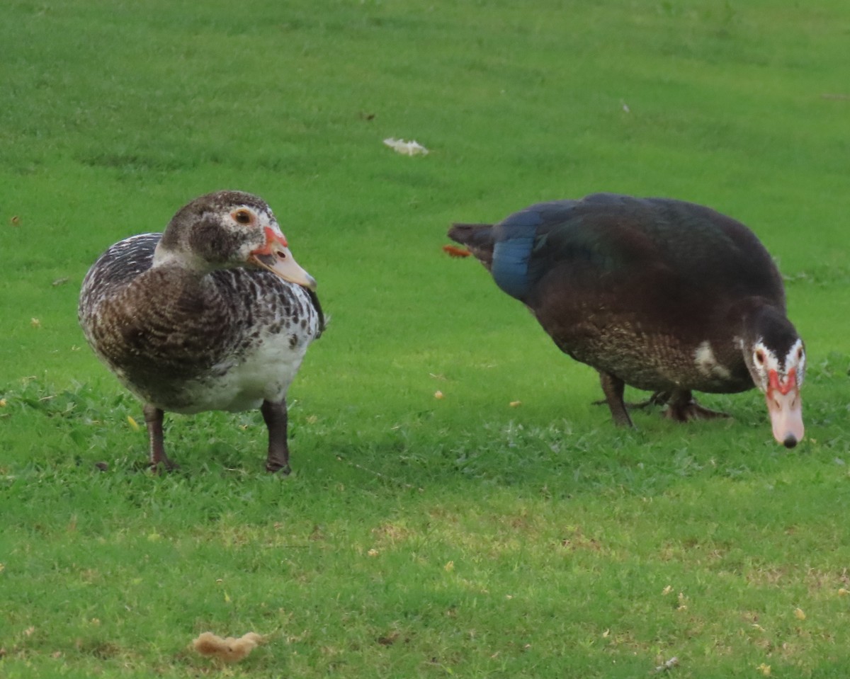 Muscovy Duck (Domestic type) - ML622112553