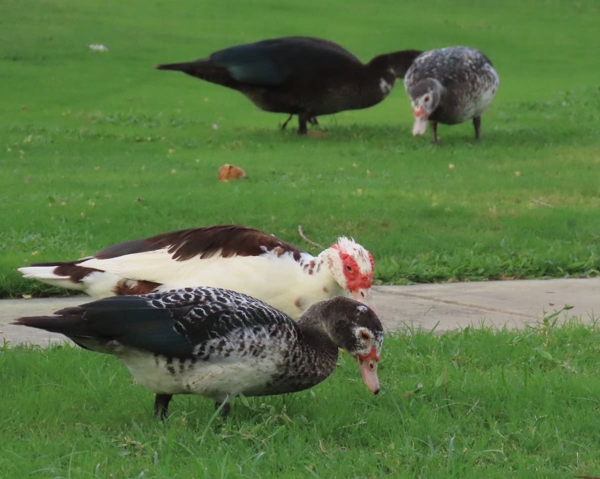 Muscovy Duck (Domestic type) - ML622112554