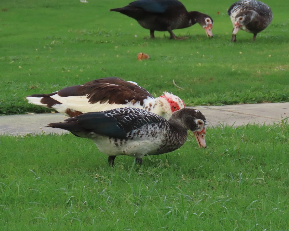 Muscovy Duck (Domestic type) - ML622112555