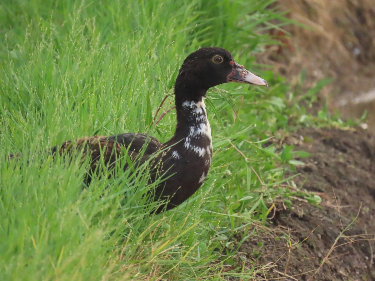 Muscovy Duck (Domestic type) - Laurie Witkin