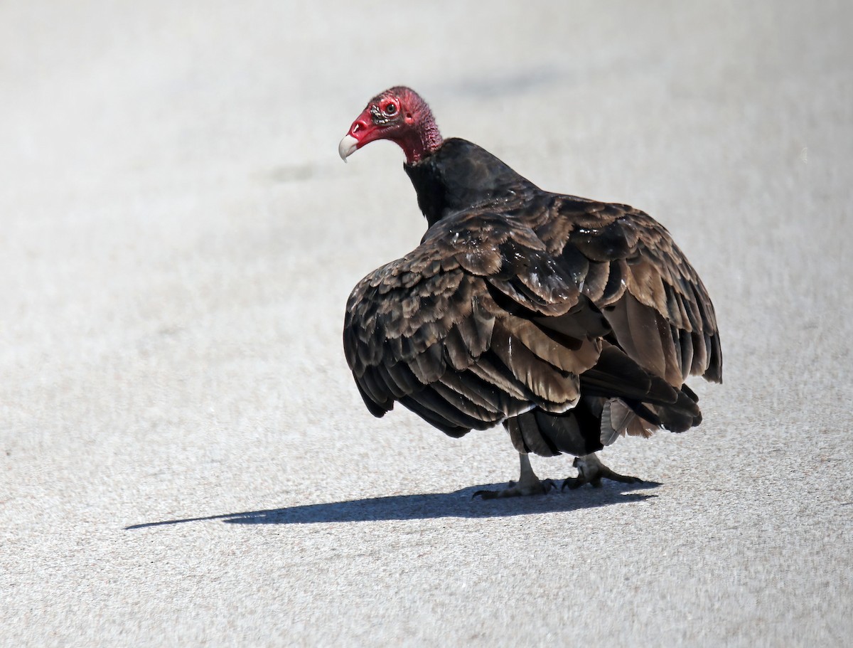 Turkey Vulture - ML622112557