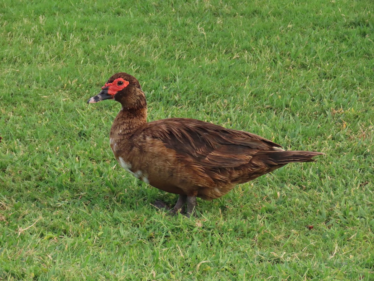 Muscovy Duck (Domestic type) - ML622112558