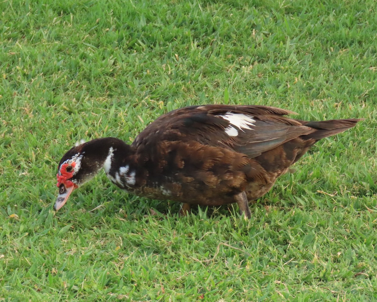 Muscovy Duck (Domestic type) - ML622112559