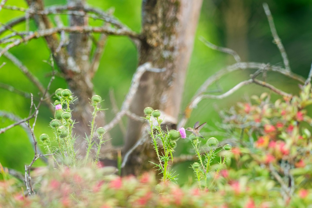 Ruby-throated Hummingbird - ML622112560