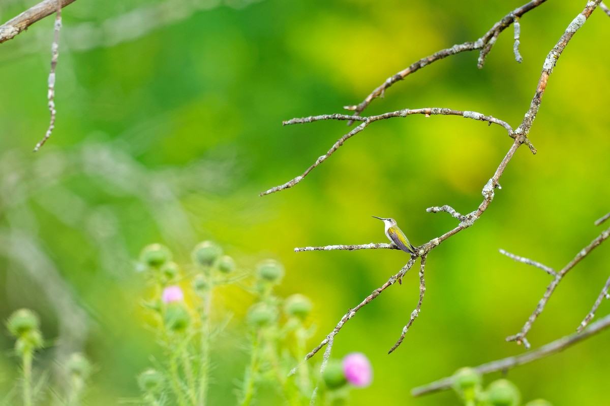 Ruby-throated Hummingbird - ML622112561