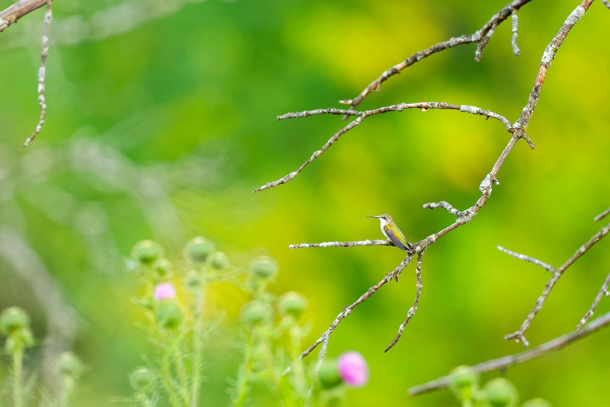 Ruby-throated Hummingbird - ML622112562